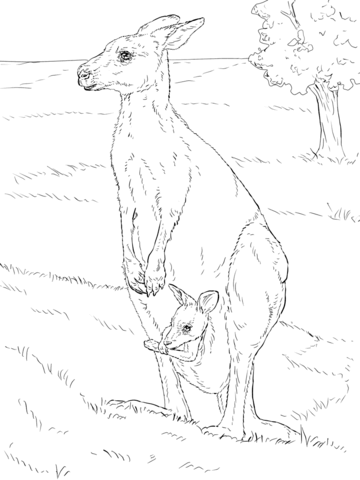 Eastern Kangaroo With Her Joey Coloring Page